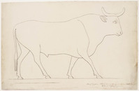 KT 1719
          <br/>
          schets van een stier op monument te Thebe uit de 18e dynastie
          <br/>
          <em>Famars Testas, Willem de (1834-1896)</em>